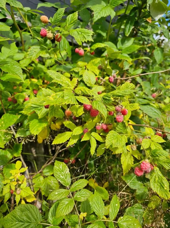 How Swedish Forest Bathing Reduced My Cortisol by 37% (Plus 5 Indoor Alternatives)