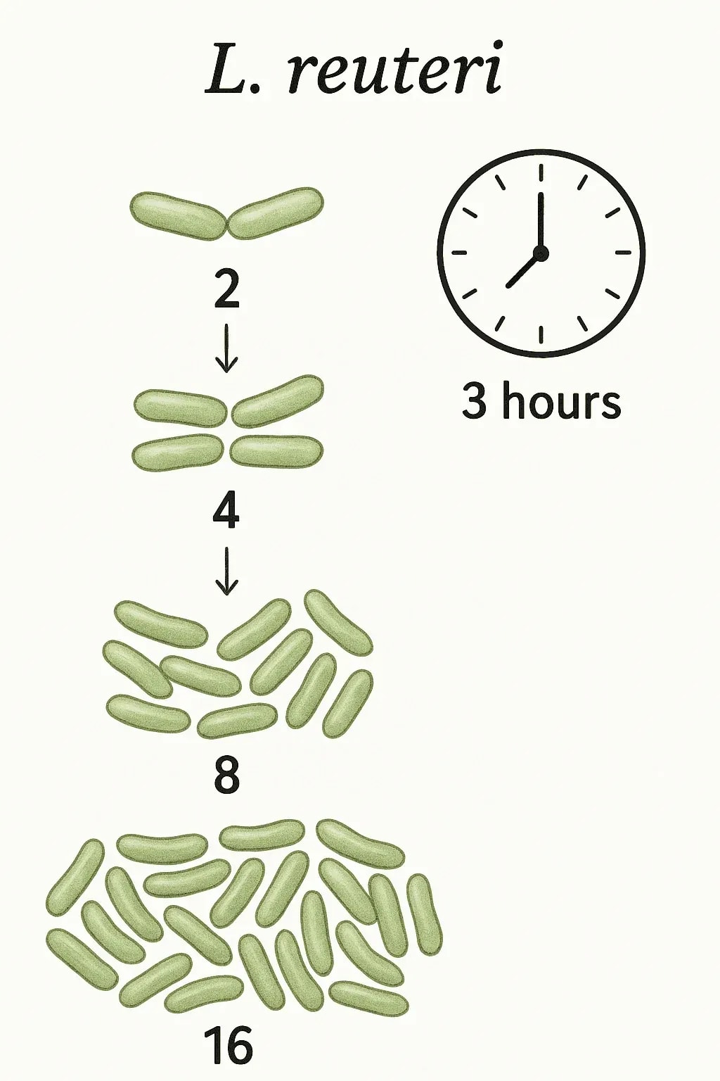 20250523_1405_L. reuteri Multiplication_simple_compose_01jvyd2180eweapfnt4et8xva5.webp