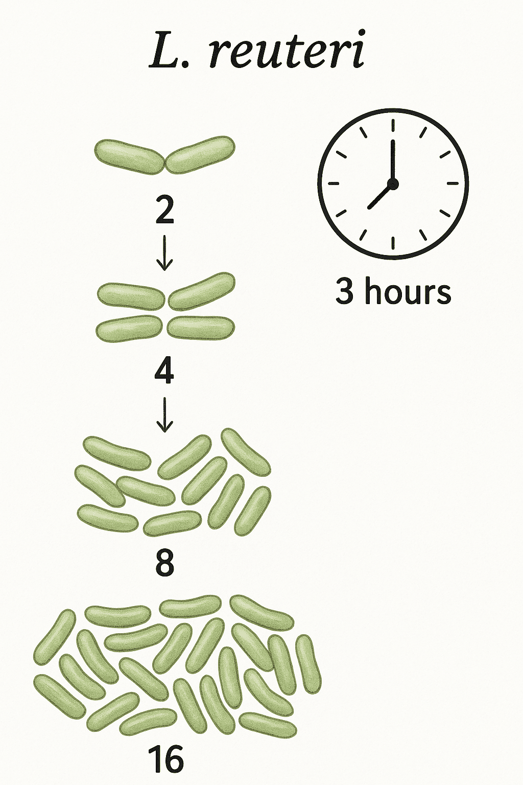 20250523_1405_L. reuteri Multiplication_simple_compose_01jvyd2180eweapfnt4et8xva5.png