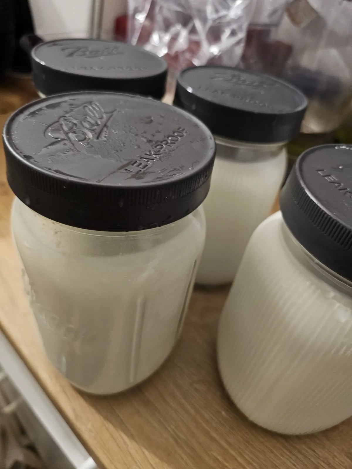 Mason jars of thick finished L. reuteri yogurt with black Ball lids on the counter